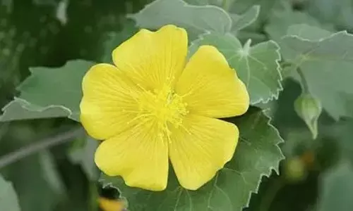 Atibala Plant: వామ్మో.. రోడ్ సైడ్ ఉండే ఈ కలుపు మొక్కలో ఇన్ని ప్రయోజనాలు ఉన్నాయా..