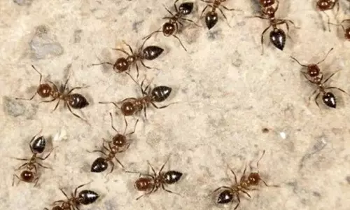 How to Get Rid of Ants How to Get Rid of Ants