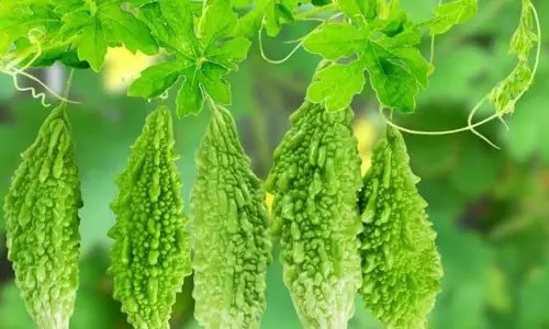 Bitter Gourd Bitter Gourd