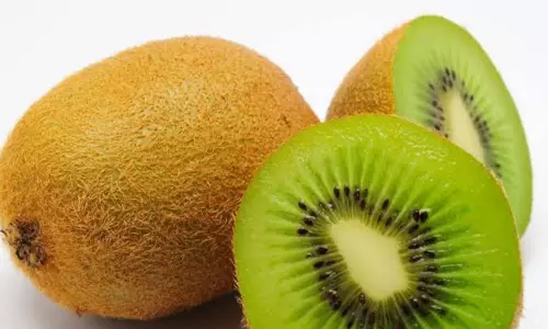 Kiwi Fruit Kiwi Fruit