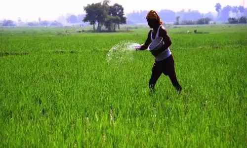 The government is providing 100 percent subsidies to fruit gardeners in Andhra Pradesh, and farmers are expressing happiness.