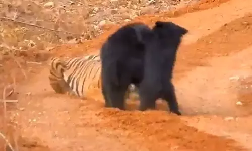 Viral Video: బిడ్డ కోసం తగ్గేదేలే.. పెద్ద పులిపై ఎలుగుబంటి భీకర పోరాటం Viral Video: బిడ్డ కోసం తగ్గేదేలే.. పెద్ద పులిపై ఎలుగుబంటి భీకర పోరాటం