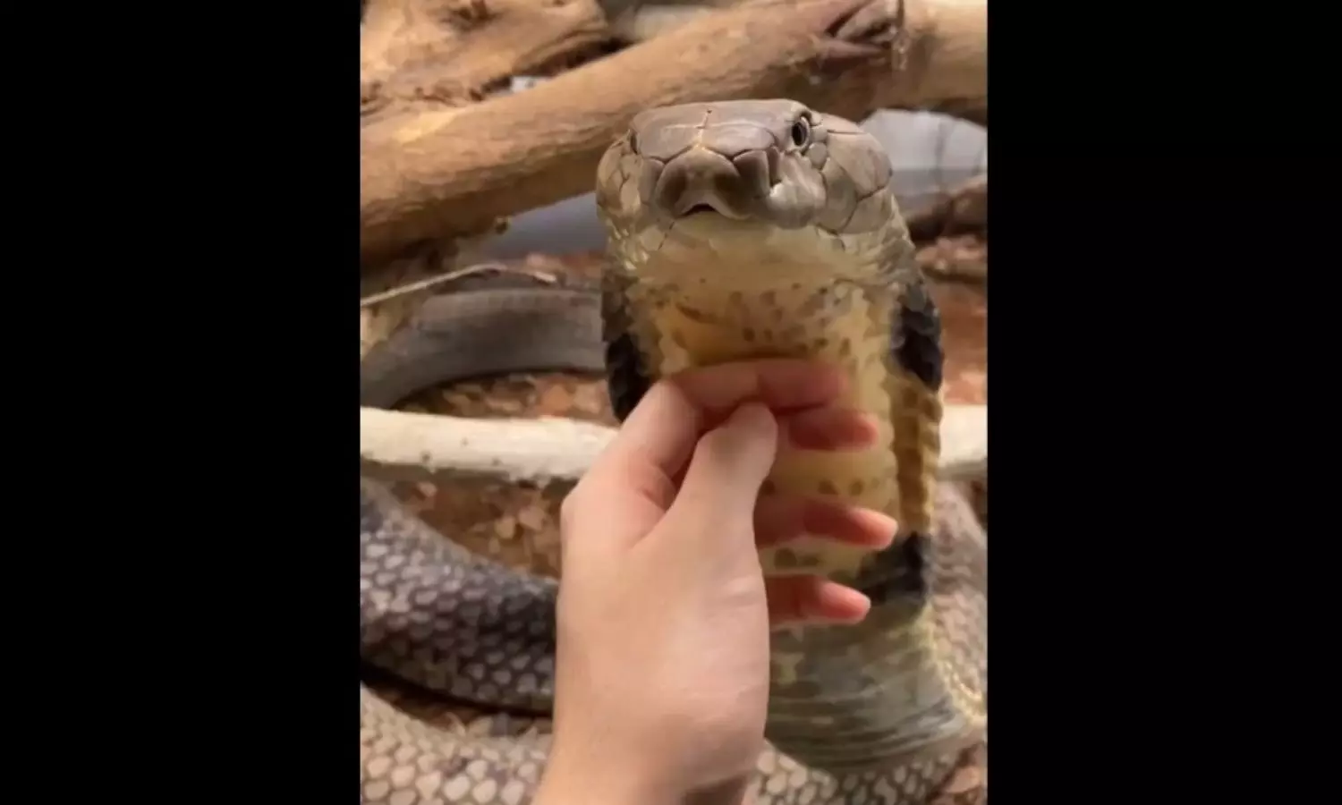 Viral Video: ఈ వీడియో చూడాలంటే.. క‌చ్చితంగా ధైర్యం ఉండాల్సిందే.