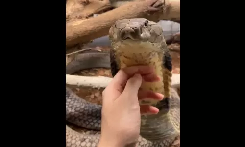 Viral Video: ఈ వీడియో చూడాలంటే.. కచ్చితంగా ధైర్యం ఉండాల్సిందే. Viral Video: ఈ వీడియో చూడాలంటే.. కచ్చితంగా ధైర్యం ఉండాల్సిందే.