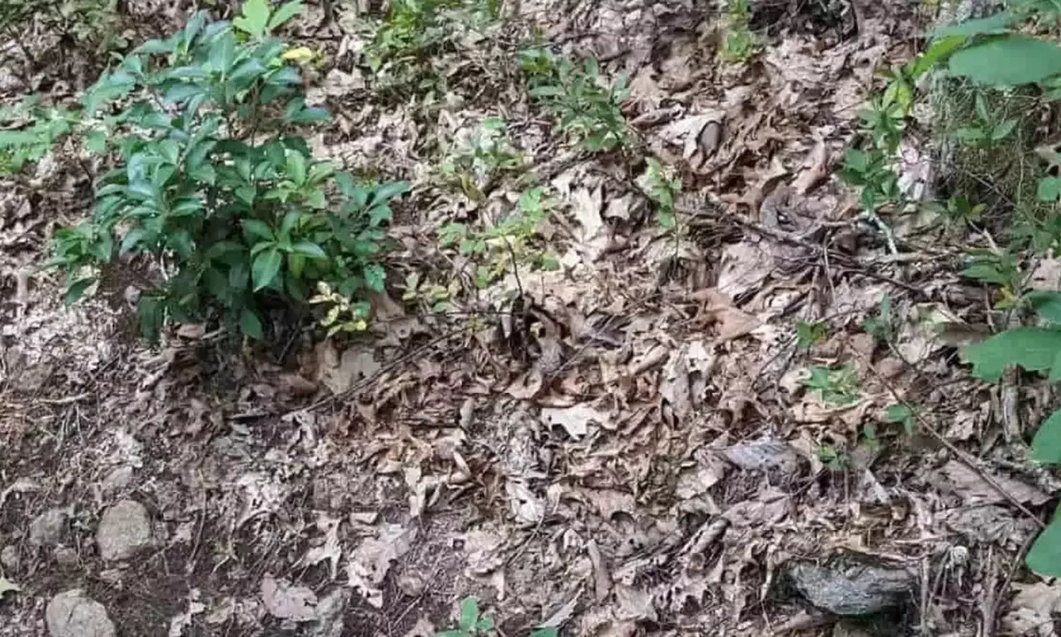 Optical illusion: ఆకులై ఆకునై... ఈ ఫొటోలో దాగున్న పామును క‌నిపెట్టండి చూద్దాం.