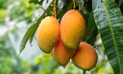 Mango : అమెరికాకు పంపిన 25 టన్నుల మామిడి పండ్లు తిరస్కరణ.. భారత రైతులకు రూ. 4.2 కోట్ల నష్టం!