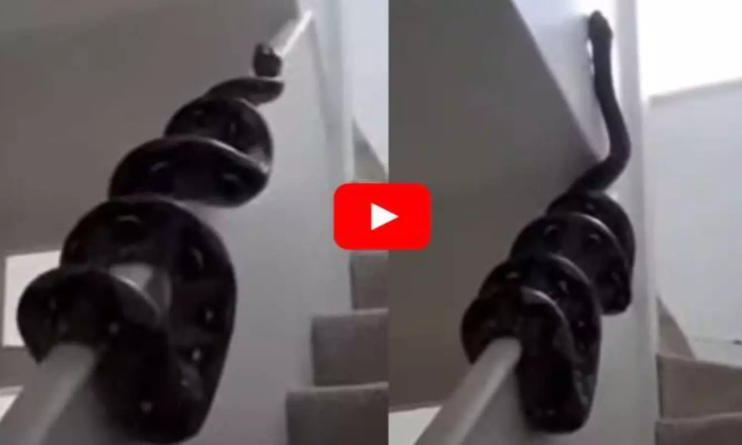 Viral Video Giant Python Swiftly Climbs Wall Shocking Snake Video Trending Online Viral Video Giant Python Swiftly Climbs Wall Shocking Snake Video Trending Online
