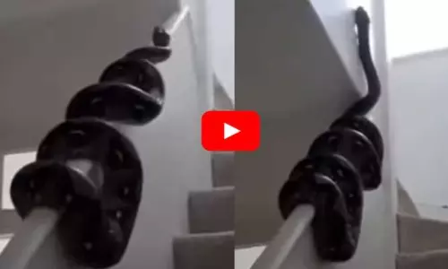 Viral Video Giant Python Swiftly Climbs Wall Shocking Snake Video Trending Online Viral Video Giant Python Swiftly Climbs Wall Shocking Snake Video Trending Online