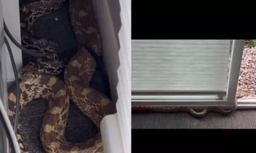 Viral Video Viral Video