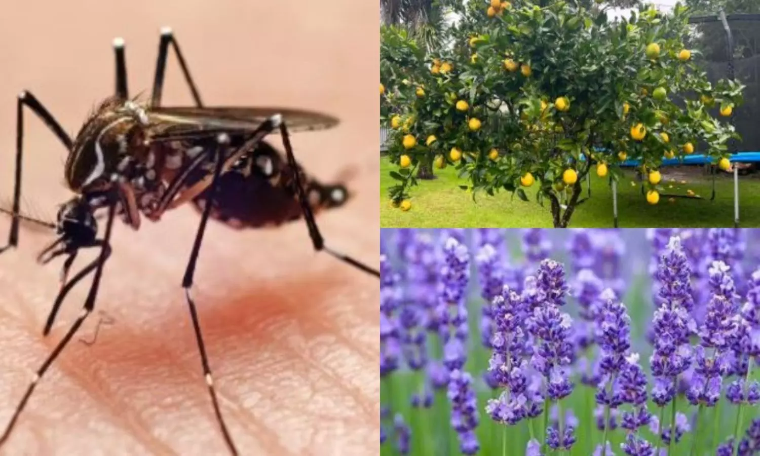 Plants Which Control Mosquitoes Plants Which Control Mosquitoes