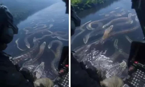 Amazon Anaconda AI Video Viral Truth