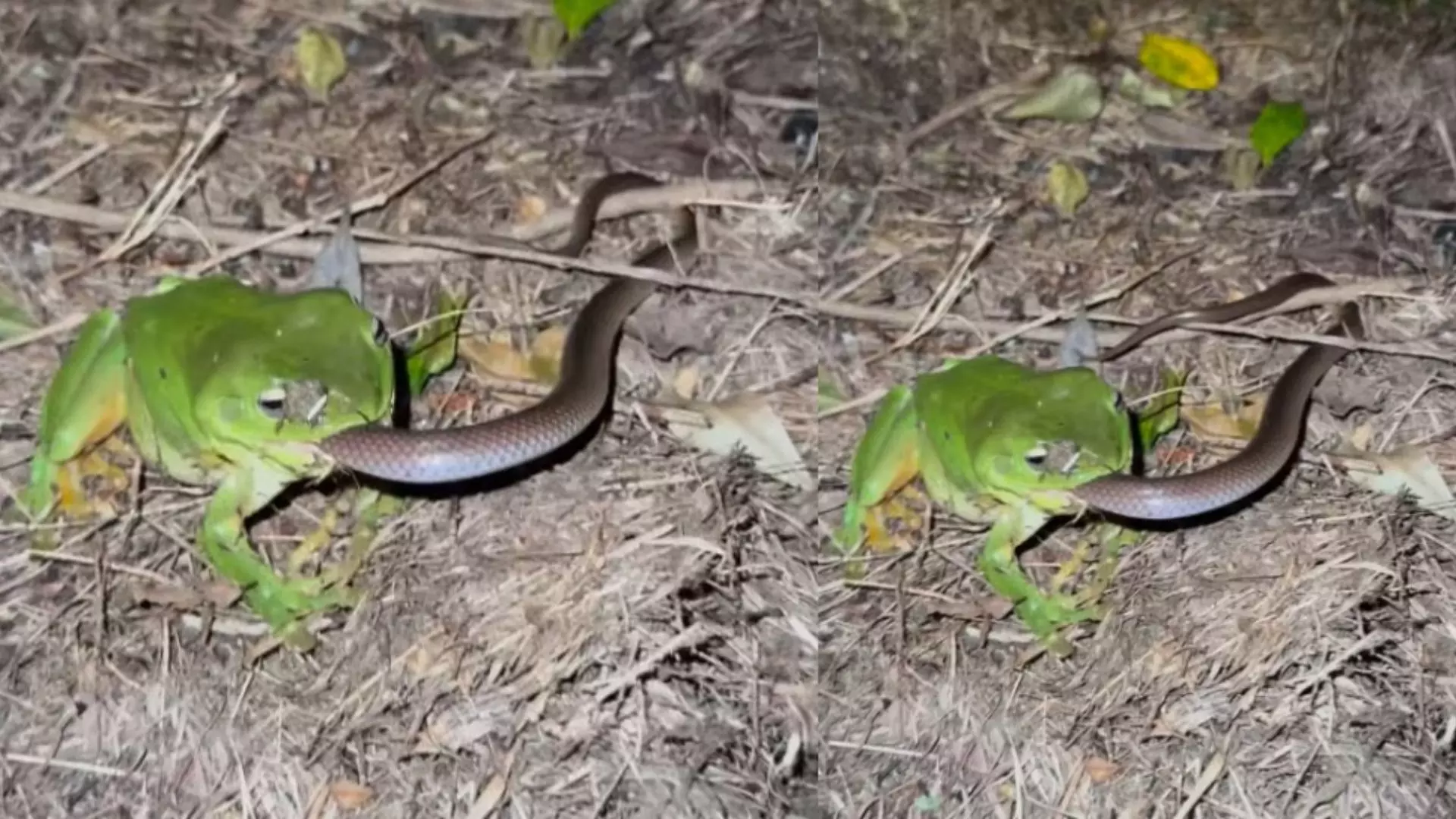 Viral Video Frog Eats Cobra Snake Viral Video Frog Eats Cobra Snake