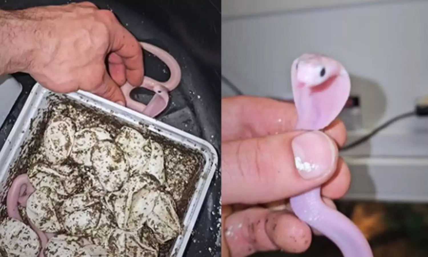 Viral Video Viral Video