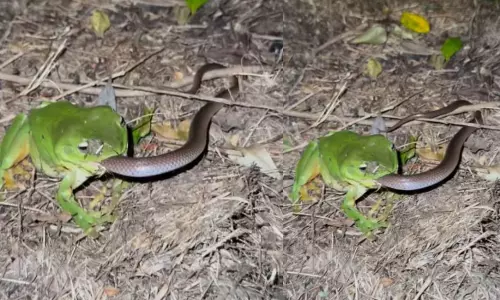Viral Video Frog Eats Cobra Snake
