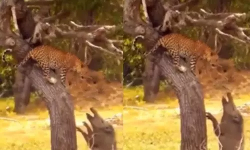 Viral Video Viral Video