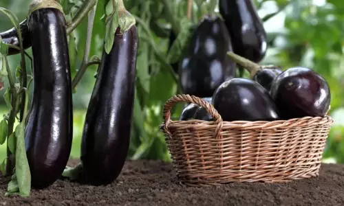 Eating eggplant increases the risk of kidney stones telugu news