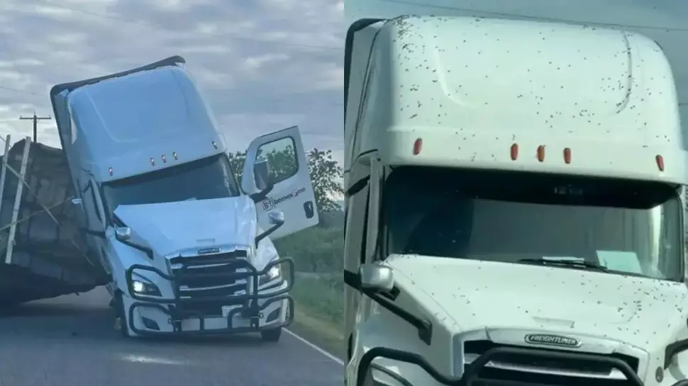 A truck carrying millions of bees overturned in America officials issued a warning to the public A truck carrying millions of bees overturned in America officials issued a warning to the public