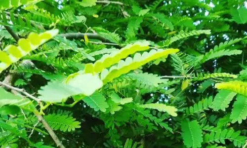 Tamarind Leaves: ఈ ఆకులు శరీర వ్యాధులకు దివ్యౌషధం..
