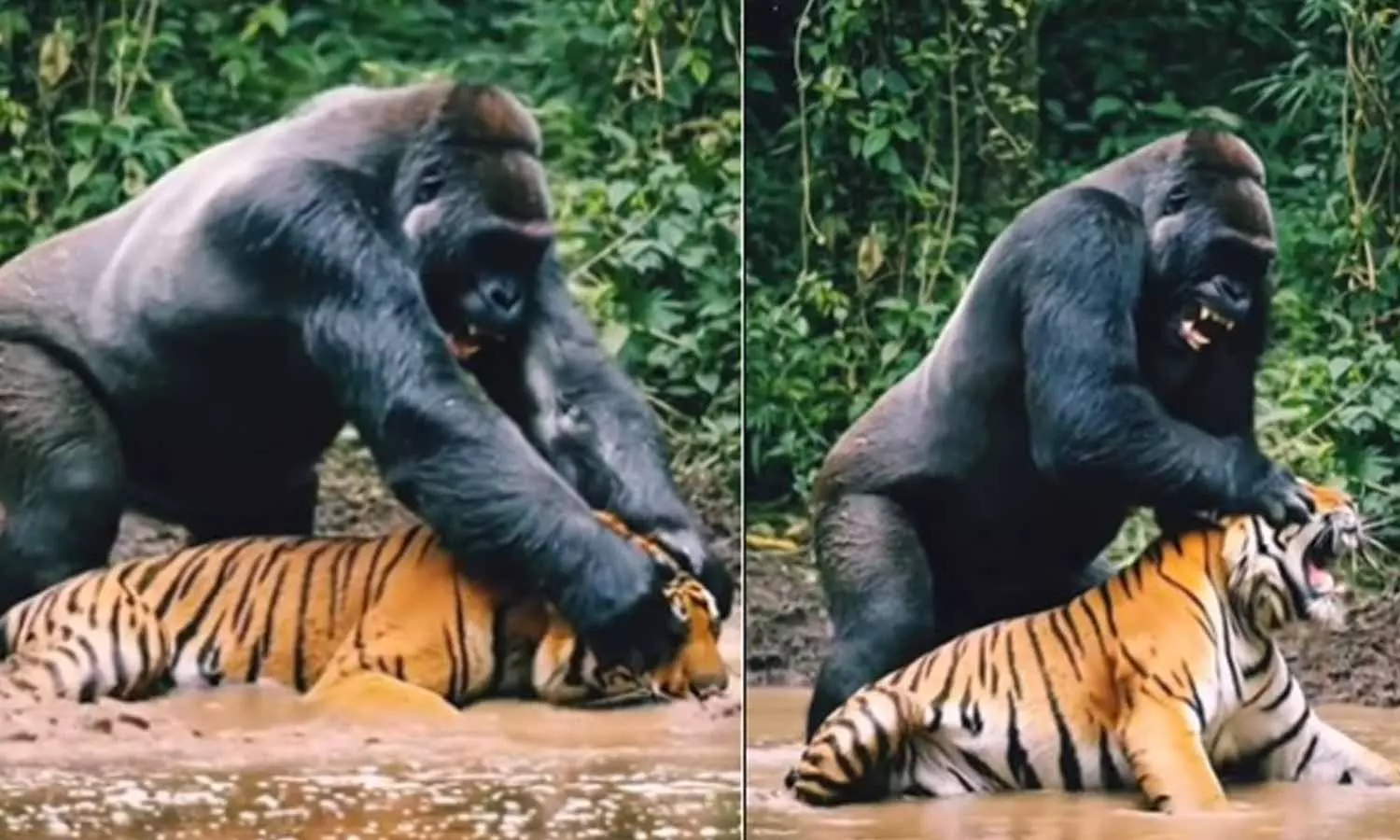 Viral Video Viral Video