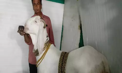 Bakrid: 190 కేజీల శిరోలి గొర్రెకు రూ.3 లక్షల విలువ! Bakrid: 190 కేజీల శిరోలి గొర్రెకు రూ.3 లక్షల విలువ!