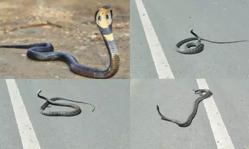 Snake Dance Video Goes Viral on Social Media Snake Dance Video Goes Viral on Social Media