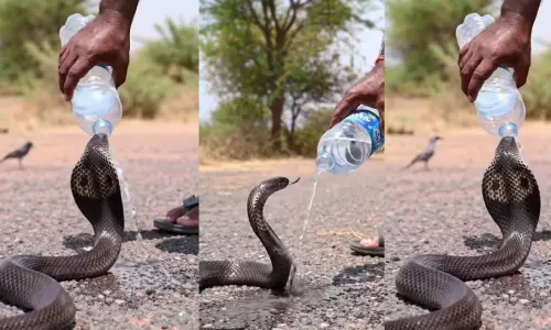 Cobra Drinks Water From Bottle Viral Video India Cobra Drinks Water From Bottle Viral Video India