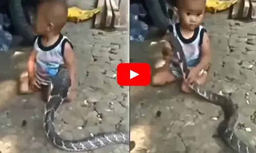 Viral Video: వామ్మో.. విషపూరితమైన కింగ్ కోబ్రాతో ఆడుకుంటున్న మూడేళ్ల బాలుడు..! Viral Video: వామ్మో.. విషపూరితమైన కింగ్ కోబ్రాతో ఆడుకుంటున్న మూడేళ్ల బాలుడు..!