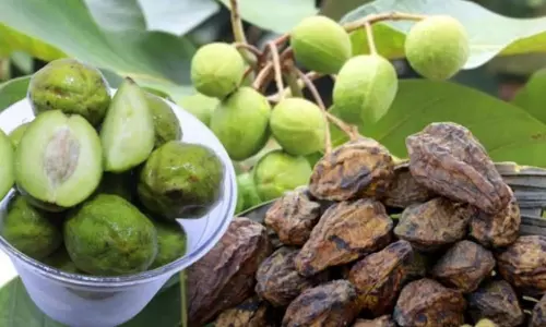 Karakkaya Health Benefits Ayurvedic Uses Karakkaya Health Benefits Ayurvedic Uses