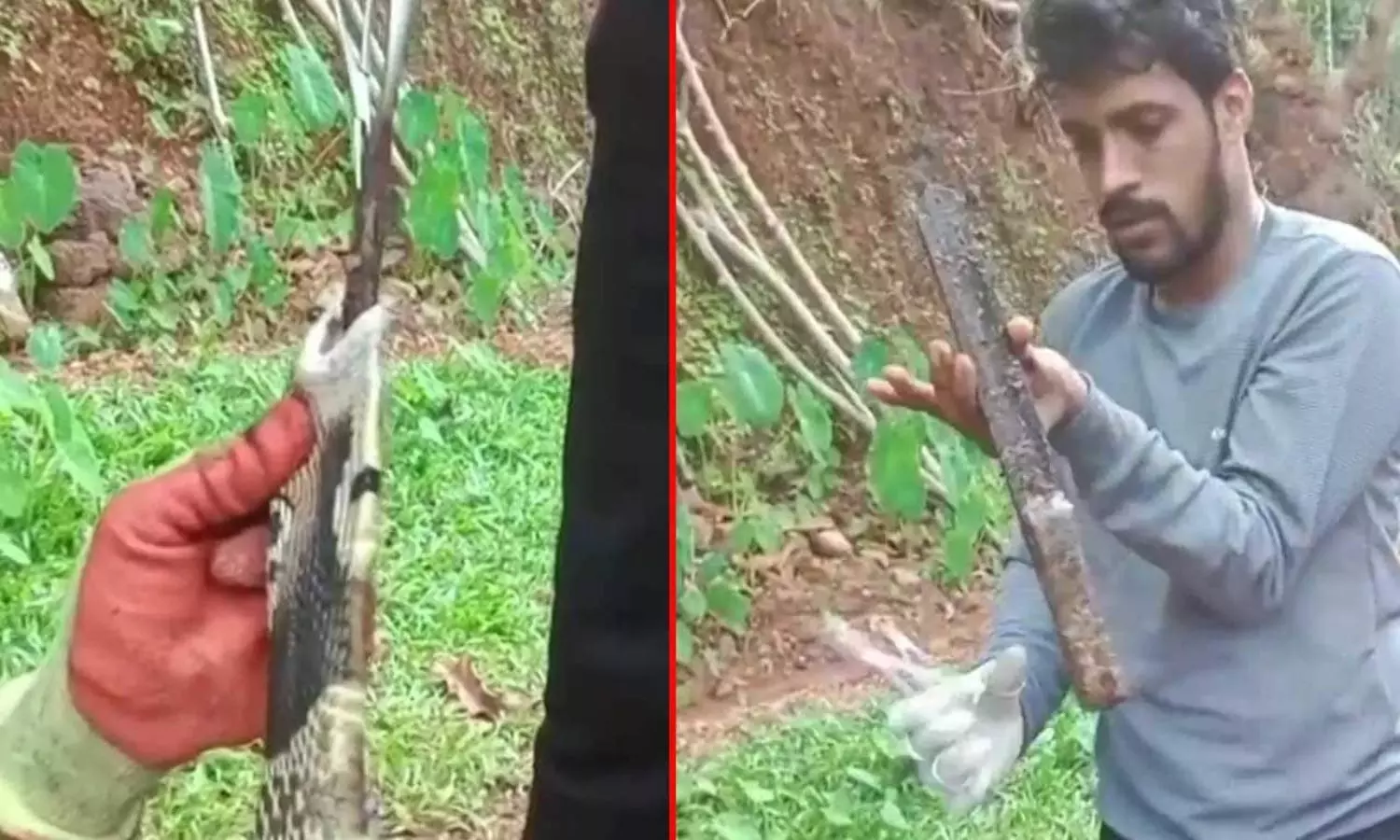 Snake Swallows Knife Rescued Karnataka Snake Swallows Knife Rescued Karnataka