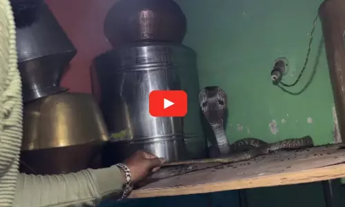 Venomous Snake in Kitchen Viral Video