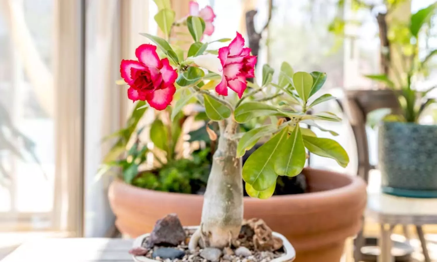 Adenium Flower Plant Business Tips Care Price Details