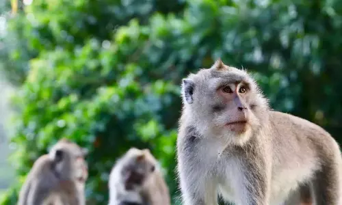 Monkey Theft 20 Lakhs Bag Monkey Theft 20 Lakhs Bag