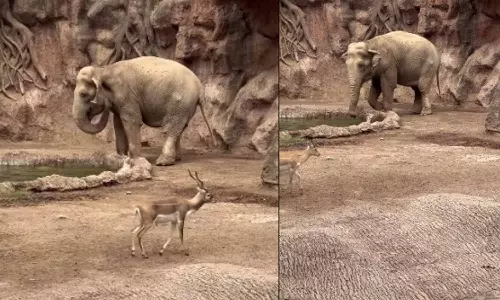 Viral Video Viral Video