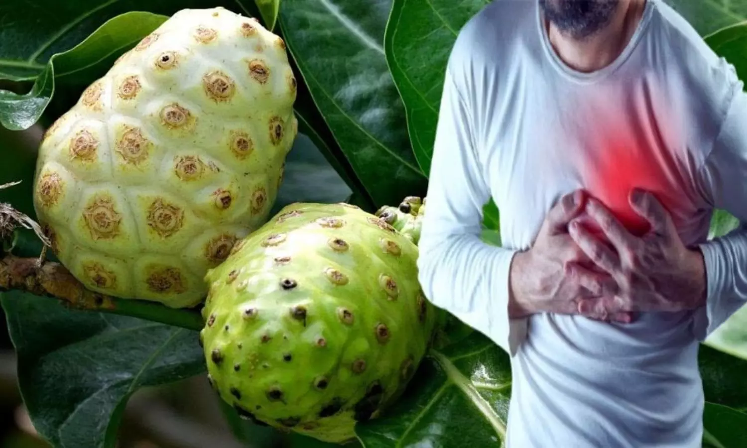 Health Benefits of Noni Fruit Health Benefits of Noni Fruit