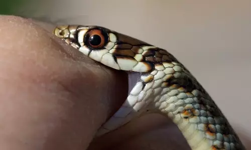 Snake Bite: పాము కాటు వేసిన వెంటనే ఏమి చేయాలి? 99 శాతం ప్రాణాలు కాపాడే చిట్కాలు Snake Bite: పాము కాటు వేసిన వెంటనే ఏమి చేయాలి? 99 శాతం ప్రాణాలు కాపాడే చిట్కాలు