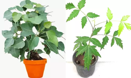 ఈ రెండు మొక్కలు ఆషాఢ అమావాస్యనాడు నాటితే.. కుటుంబ జీవితం శుభసంపదలతో నిండిపోతుంది!