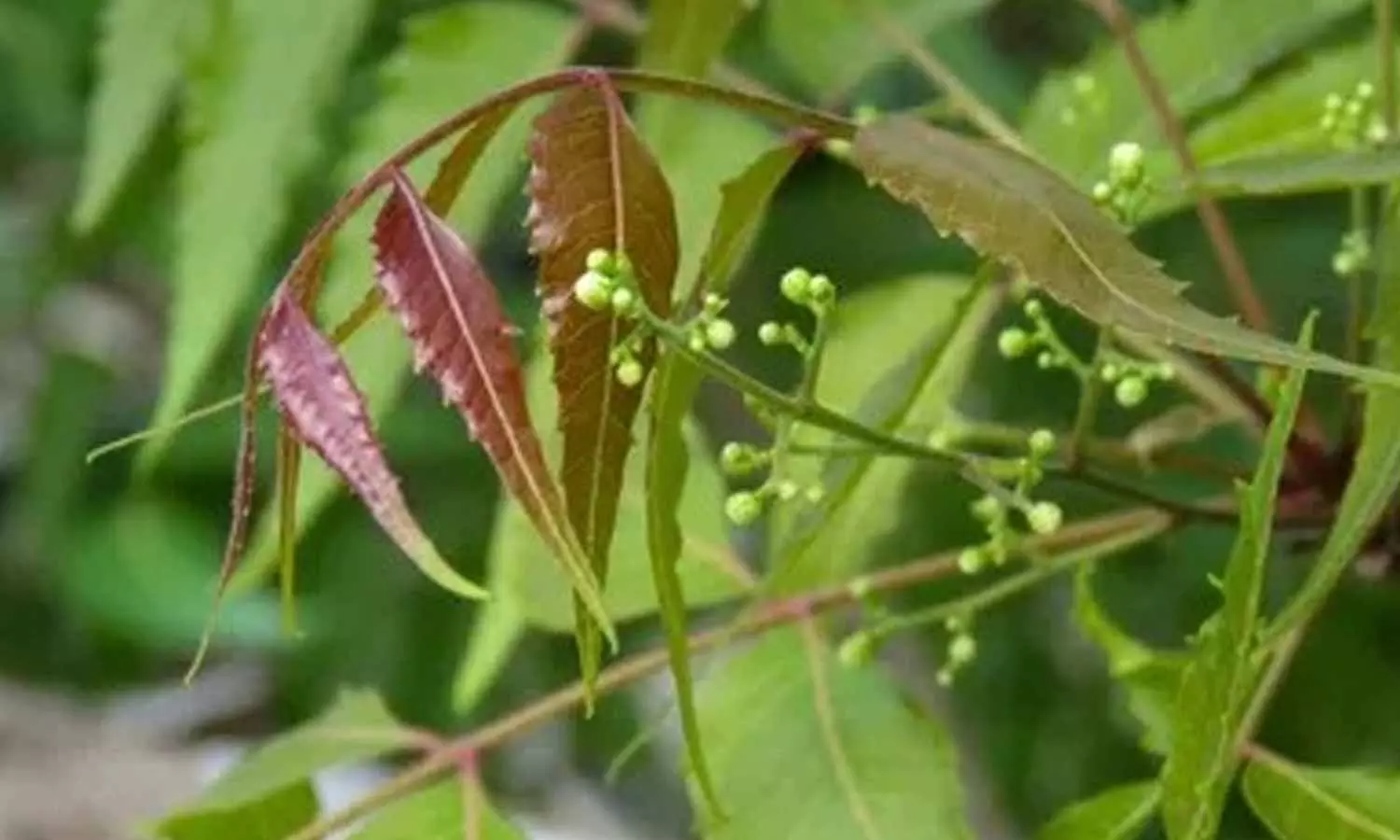 Neem Leaves Neem Leaves