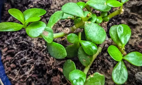 Vastu Tip: కుబేర మొక్క ఇంట్లో ఉంటే కాసుల వర్షం కురుస్తుంది..! Vastu Tip: కుబేర మొక్క ఇంట్లో ఉంటే కాసుల వర్షం కురుస్తుంది..!