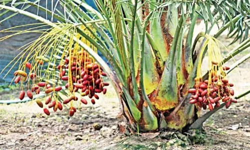 American Dates Health Benefits Heart Sugar Immunity American Dates Health Benefits Heart Sugar Immunity