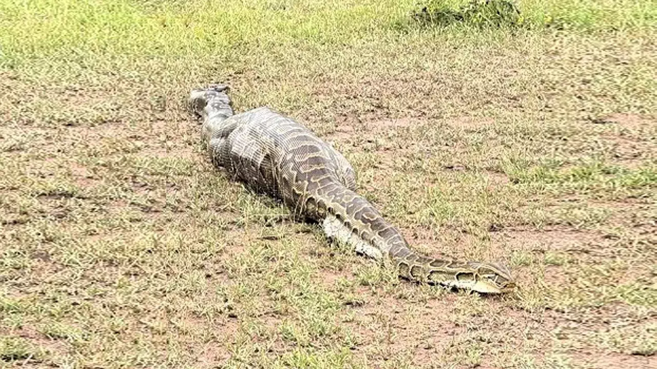 Viral Video: పెద్దగా ఉబ్బిన పొట్టతో కనిపించిన కొండచిలువ.. కోసి చూసేసరికి షాకైన టూరిస్టులు!