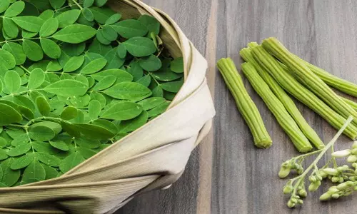 మునగాకు మంచిదని అదేపనిగా తింటున్నారా? అయితే, ఈ వ్యాధుల ఉన్నవారు మునగాకు తింటే డేంజర్ మునగాకు మంచిదని అదేపనిగా తింటున్నారా? అయితే, ఈ వ్యాధుల ఉన్నవారు మునగాకు తింటే డేంజర్