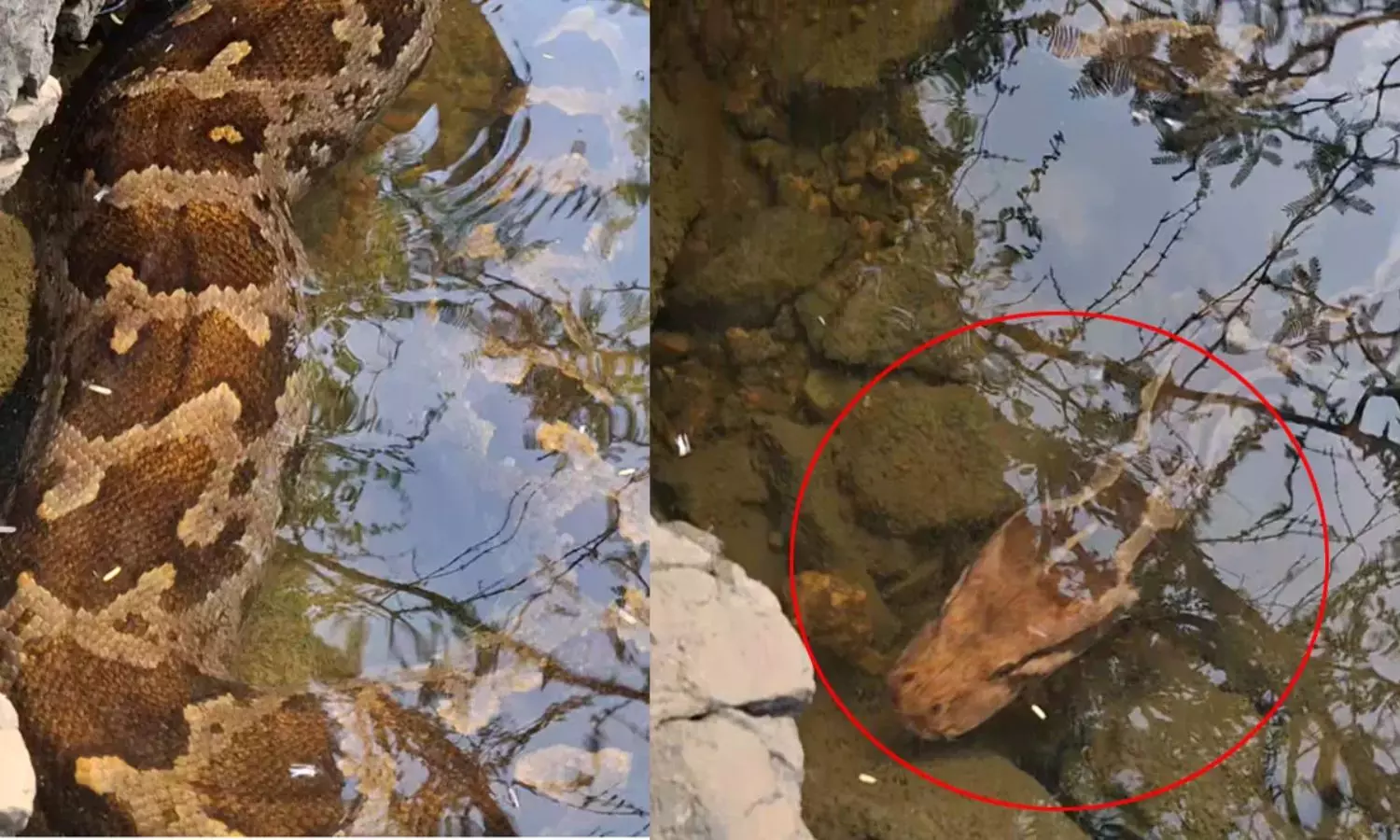 అమ్మ బాబోయ్..! కొలనులో 13 అడుగుల కొండచిలువ – బంధిస్తుండగా అది కక్కింది చూసి అందరూ స్టన్ అమ్మ బాబోయ్..! కొలనులో 13 అడుగుల కొండచిలువ – బంధిస్తుండగా అది కక్కింది చూసి అందరూ స్టన్