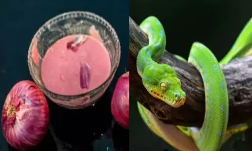 Monsoon Snake Protection Home Remedies Tips