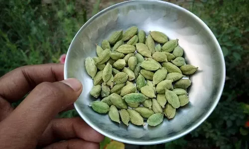 Health Benefits of Eating 2 Cardamoms at Night Amazing Results You Must Know Health Benefits of Eating 2 Cardamoms at Night Amazing Results You Must Know