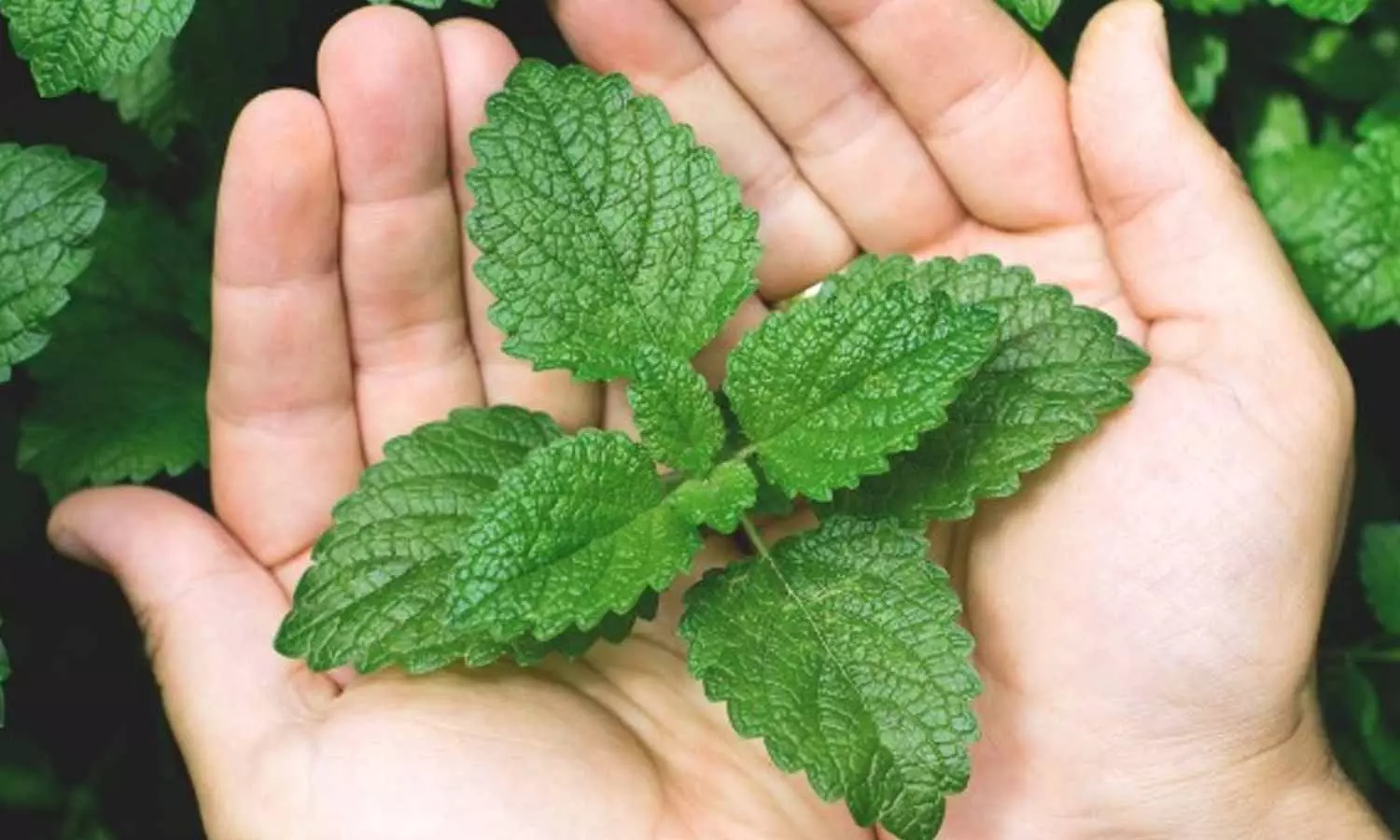 Mint Leaves Mint Leaves