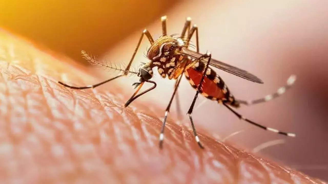 దోమలు కుట్టకుండా ఇలా చేయండి!