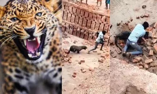 UP Worker Fights Leopard Video Viral Lakhimpur Incident UP Worker Fights Leopard Video Viral Lakhimpur Incident