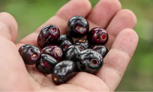 Jamun Fruit Benefits Precautions what not to eat With Jamun