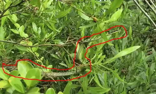 Flying Snake Visakhapatnam Rare Sighting Flying Snake Visakhapatnam Rare Sighting