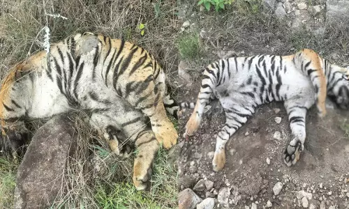 Viral News: ఆవు చనిపోవడంపై కోపంతో పులులకు విషాహారం!